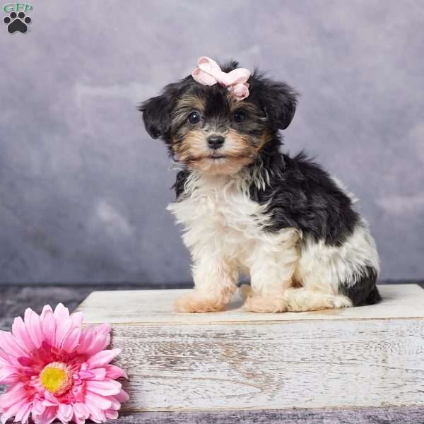Cally, Havachon Puppy